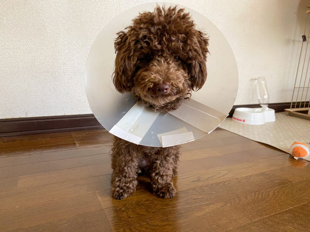 去勢した犬