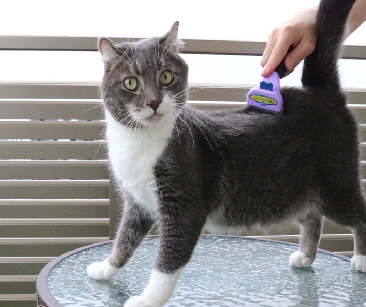 ブラッシングをされる猫